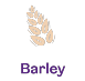 Barley