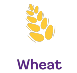 Wheat
